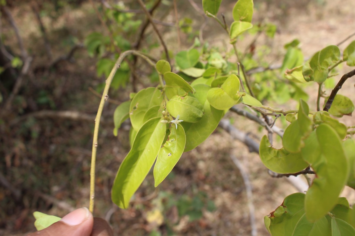 Olax scandens Roxb.